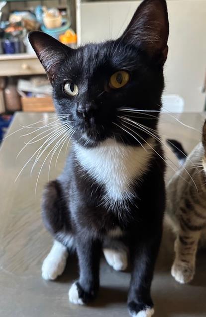 adoptable Cat in Chandler, AZ named Tank Globe