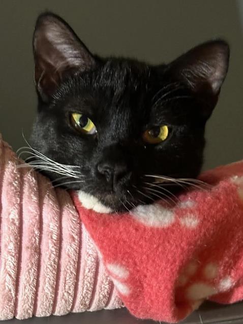 adoptable Cat in Chandler, AZ named Tonka Globe