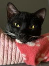 adoptable Cat in Chandler, AZ named Tonka Globe