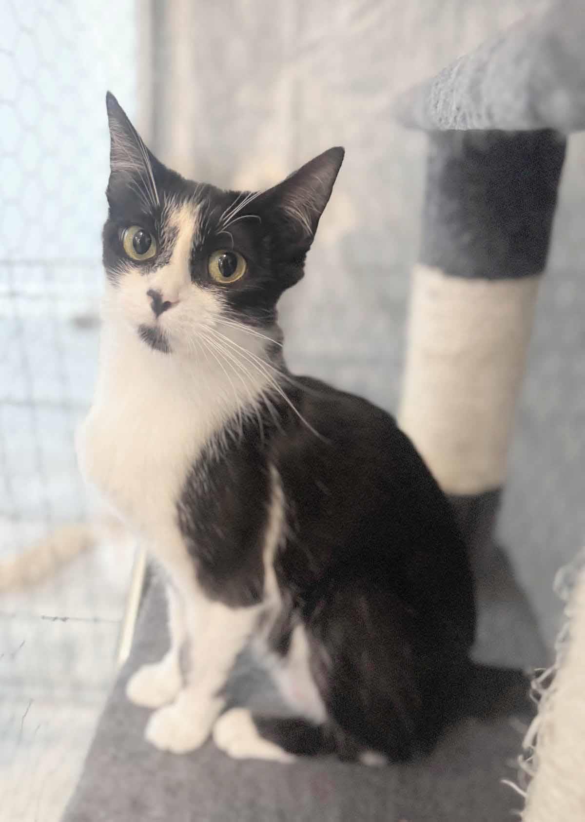 adoptable Cat in Chandler, AZ named Phoebe Friend
