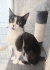 adoptable Cat in  named Phoebe Friend