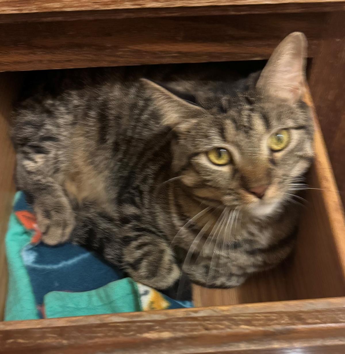 adoptable Cat in Chandler, AZ named Margo Kitter