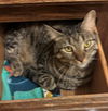 adoptable Cat in Chandler, AZ named Margo Kitter