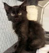 adoptable Cat in  named Monica The Boy Friend