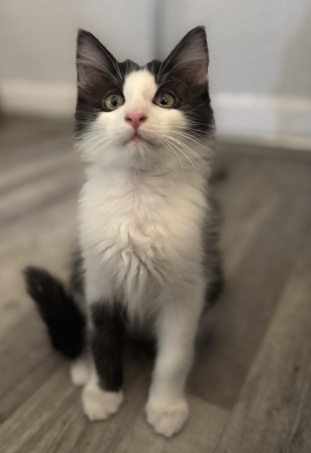 adoptable Cat in Chandler, AZ named Joey Friend
