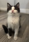 adoptable Cat in  named Joey Friend
