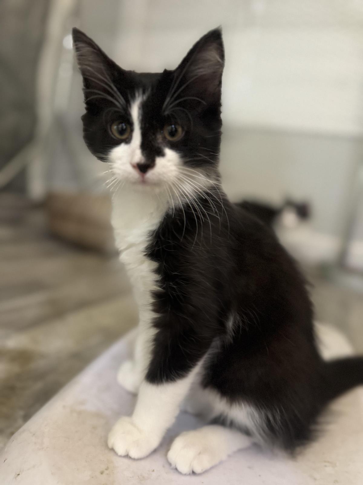 adoptable Cat in Chandler, AZ named Chandler Friend
