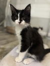 adoptable Cat in Chandler, AZ named Chandler Friend