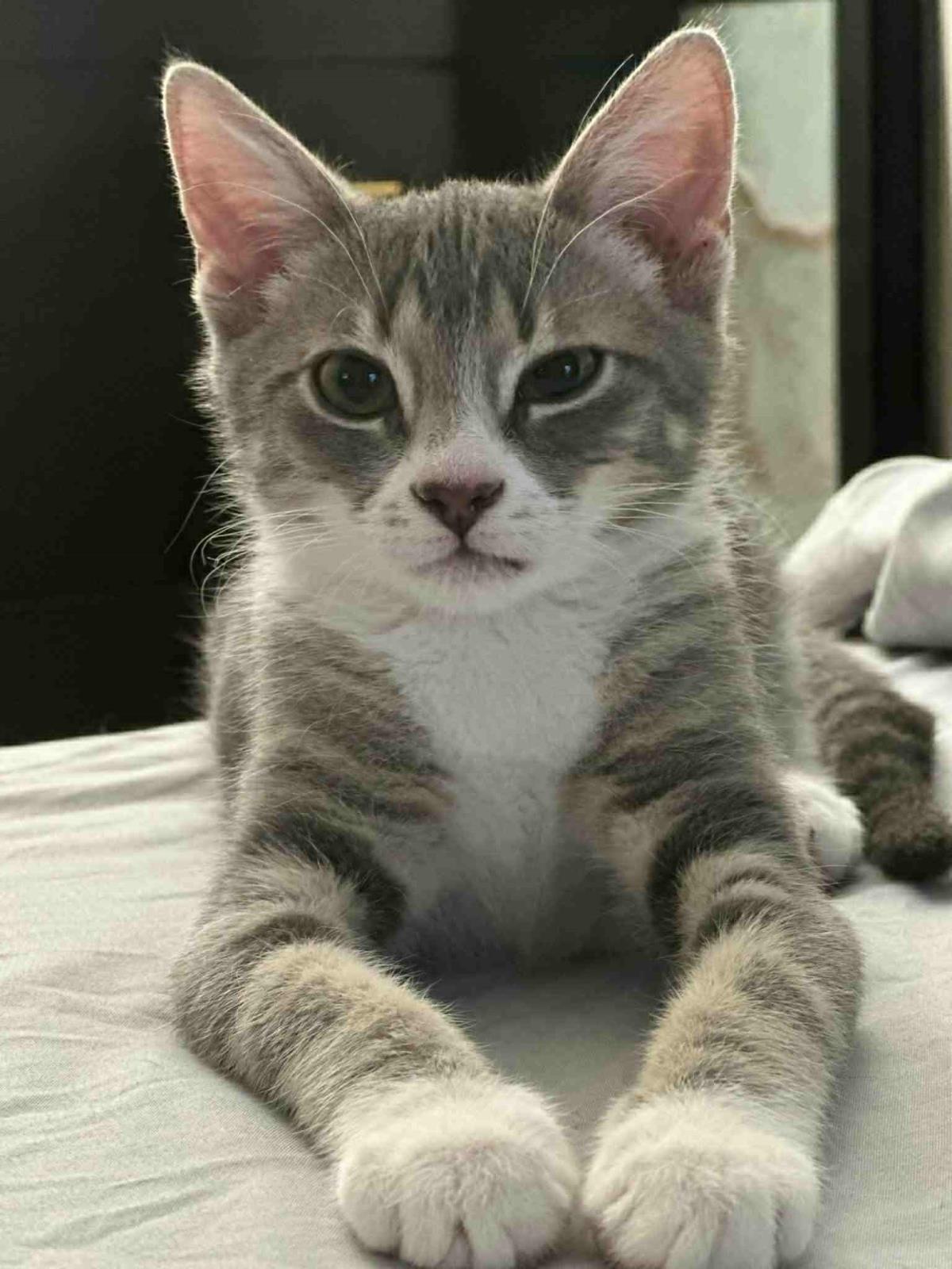 adoptable Cat in Chandler, AZ named Socks Violette