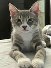 adoptable Cat in Chandler, AZ named Socks Violette