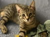 adoptable Cat in  named Winston Violette