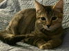 adoptable Cat in  named Rosie Violette