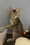 adoptable Cat in  named Frederick Violette