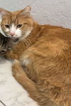 adoptable Cat in  named Brandy Gingershot