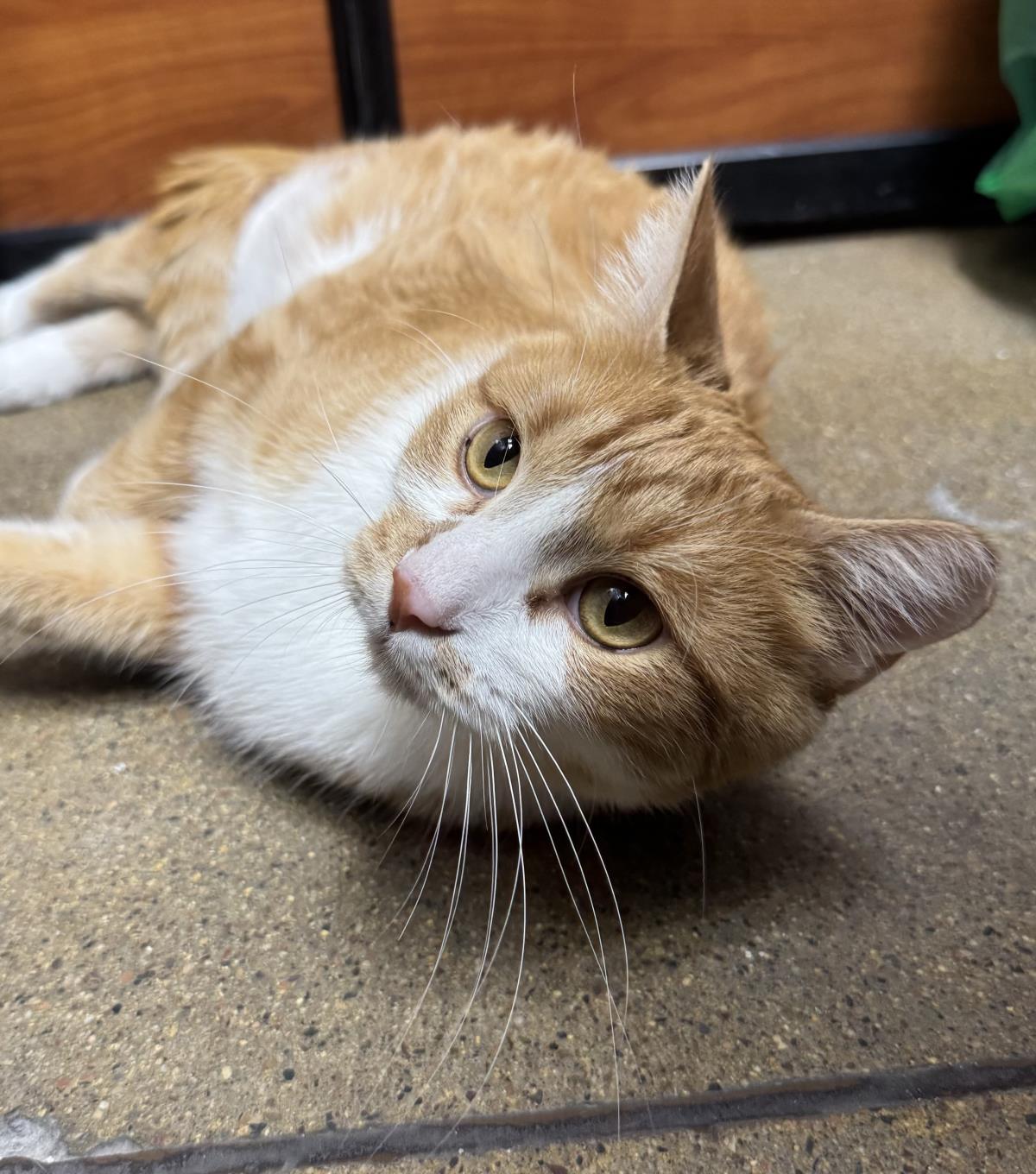 Photo of Brandy Gingershot