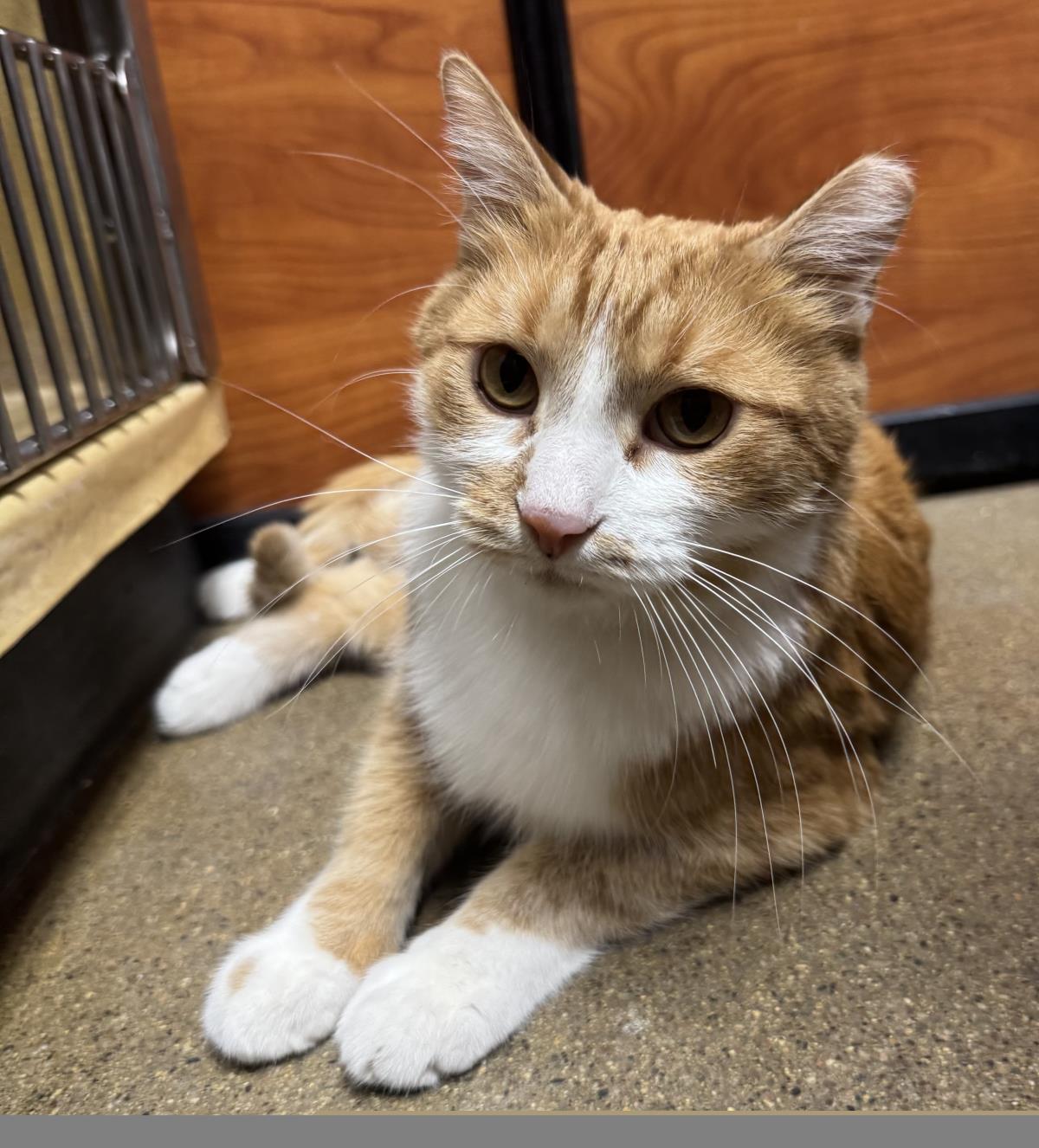 Photo of Brandy Gingershot