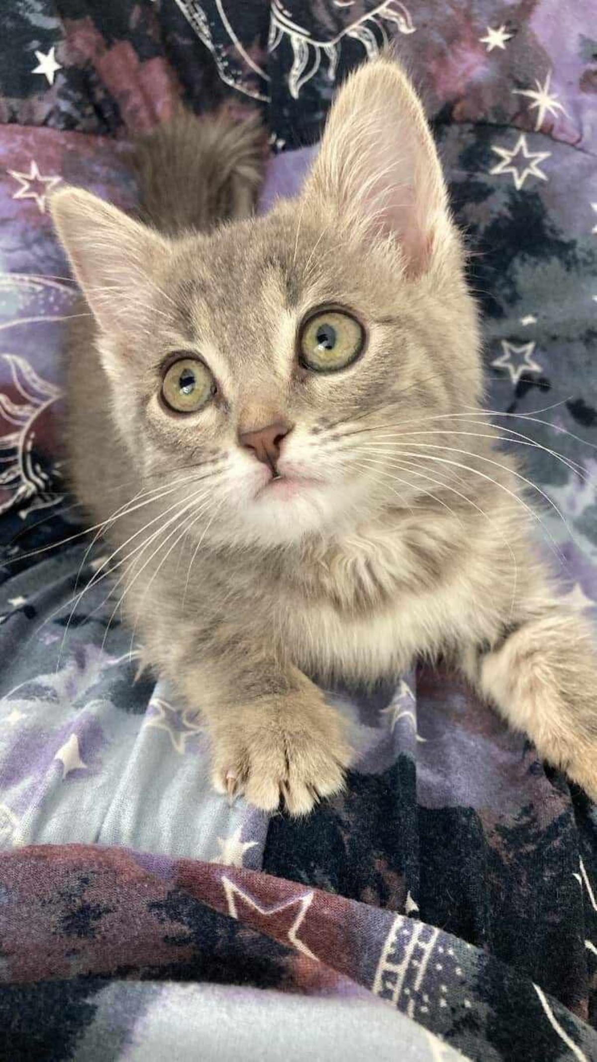 adoptable Cat in Chandler, AZ named Dapple Bean
