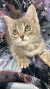 adoptable Cat in  named Dapple Bean