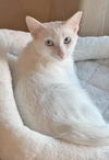 adoptable Cat in , AZ named Blue Dragon