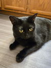 adoptable Cat in , AZ named Gucci Cavalier Calvin
