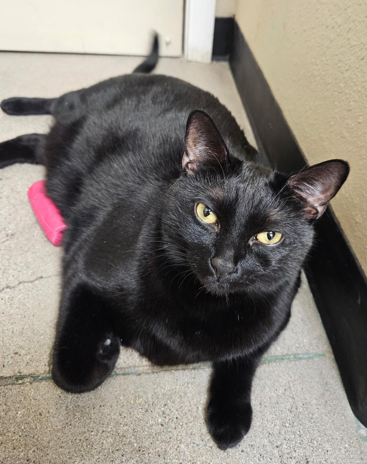 adoptable Cat in Chandler, AZ named Gucci Cavalier Calvin