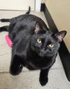 adoptable Cat in Chandler, AZ named Gucci Cavalier Calvin
