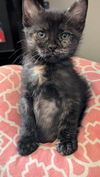 adoptable Cat in , AZ named Hollyhock Petal
