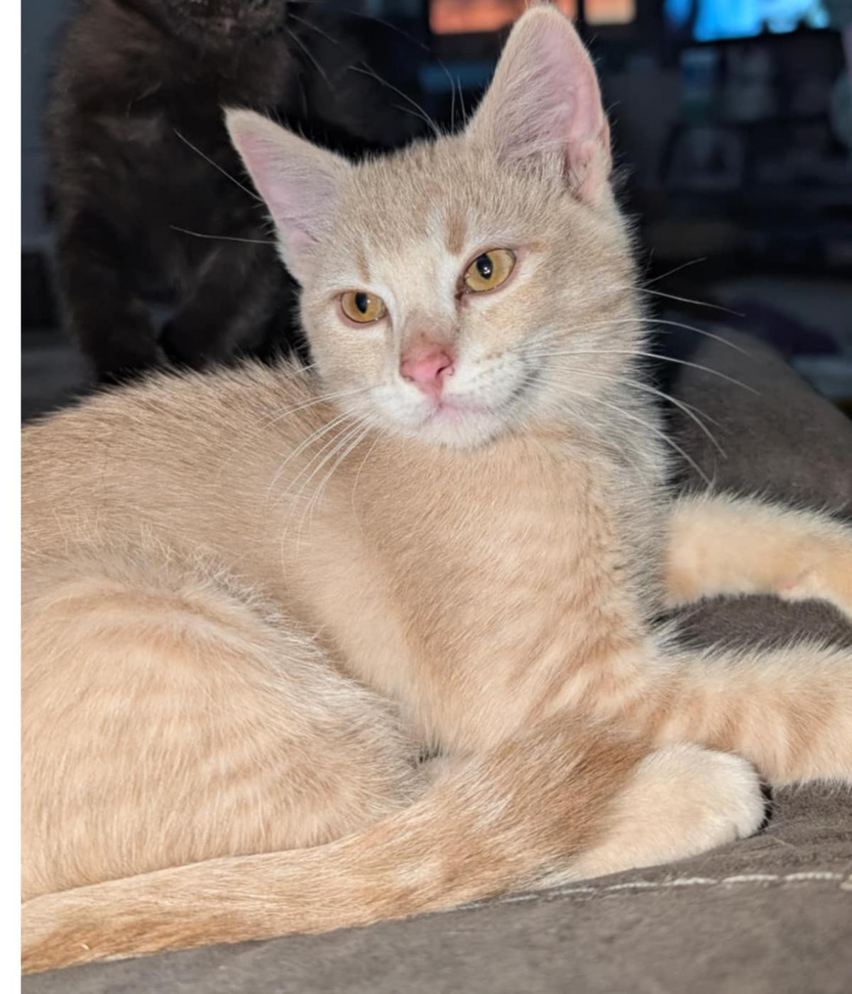 adoptable Cat in Chandler, AZ named Tigerlily Petal