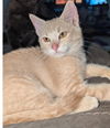 adoptable Cat in  named Tigerlily Petal