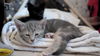 adoptable Cat in  named Seseli Petal