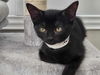 adoptable Cat in  named Wednesday Addams