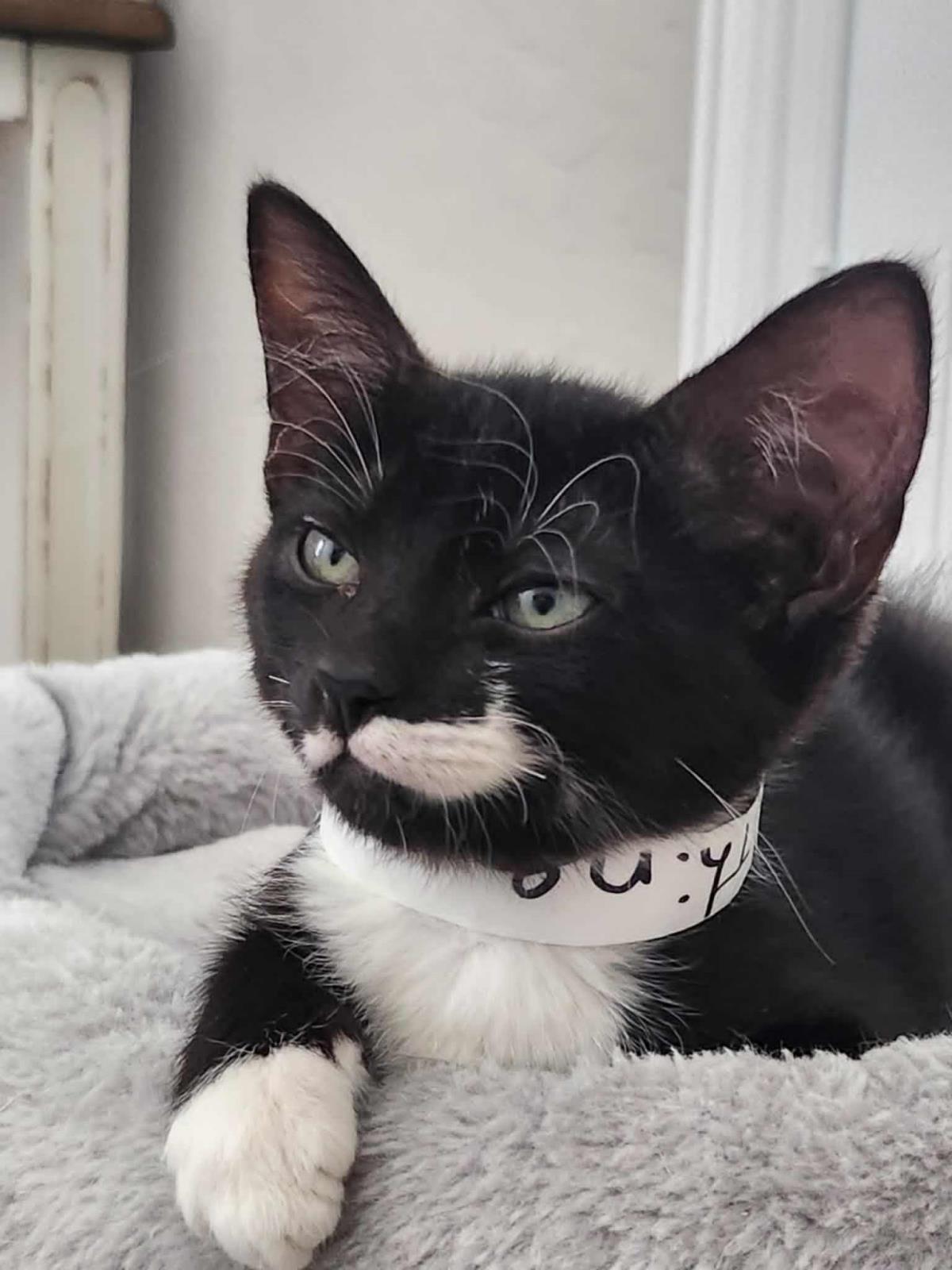 adoptable Cat in Chandler, AZ named Thing Addams