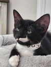 adoptable Cat in  named Thing Addams