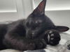 adoptable Cat in  named Fester Addams