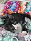adoptable Cat in  named Pugsley Addams