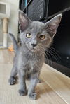 adoptable Cat in Chandler, AZ named Orville Wright