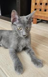 adoptable Cat in  named Wilbur Wright