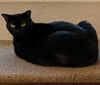 adoptable Cat in Chandler, AZ named Gizmo Acapella Solo