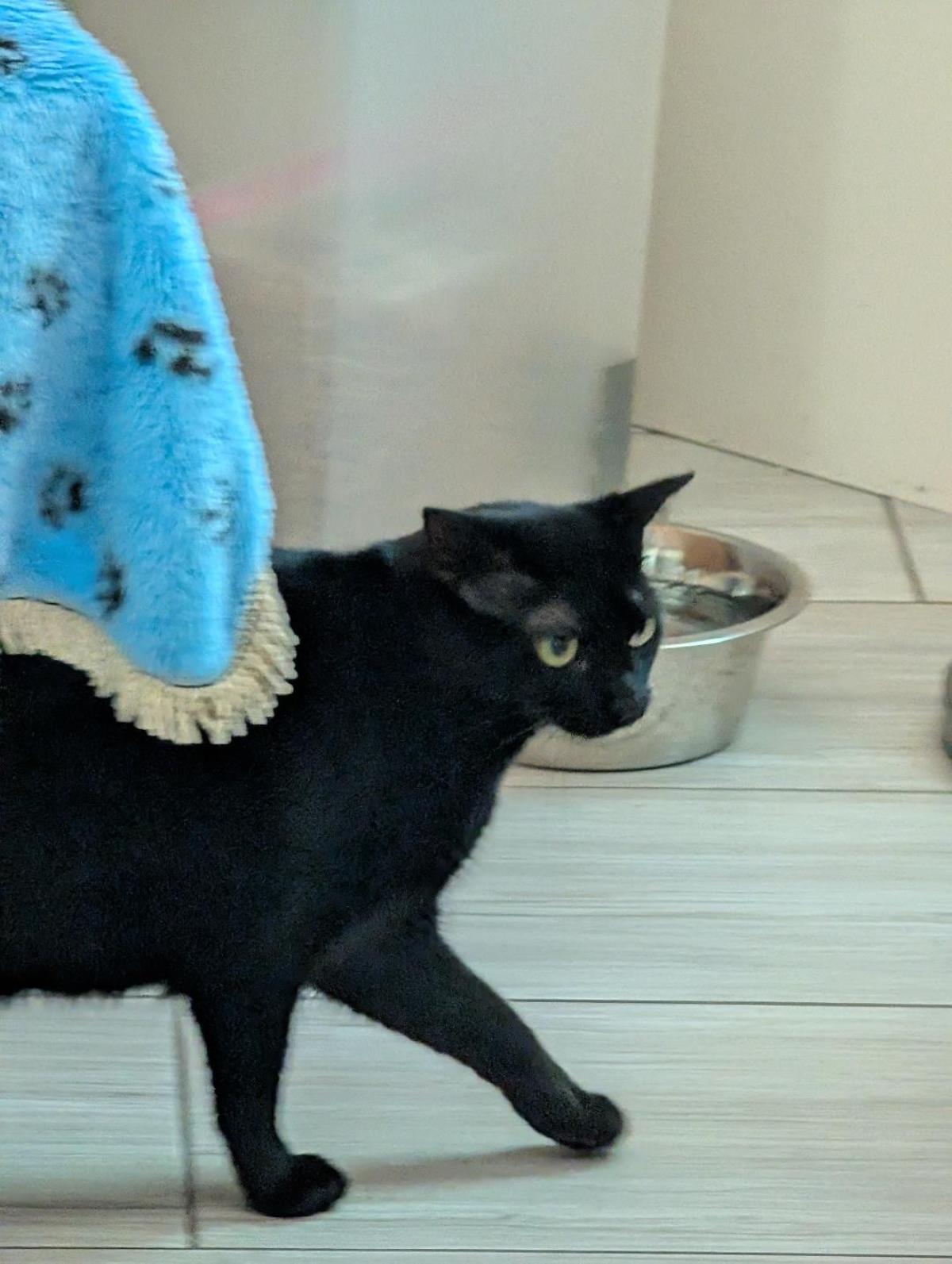 Photo of Gizmo Acapella Solo