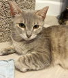 adoptable Cat in Chandler, AZ named Callie Clawford