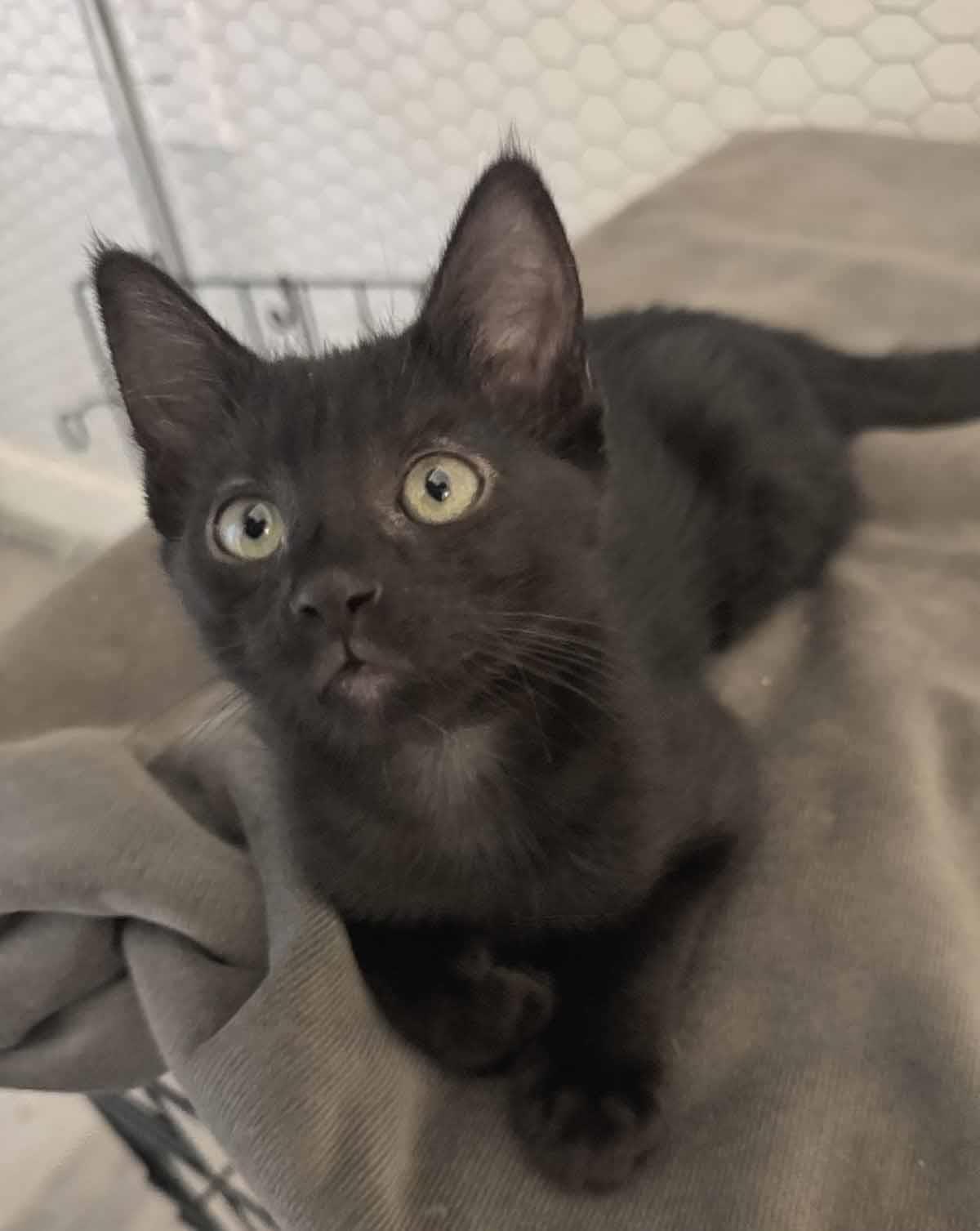 adoptable Cat in Chandler, AZ named Rachel Friend