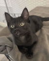 adoptable Cat in Chandler, AZ named Rachel Friend