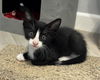 adoptable Cat in Chandler, AZ named Big Ben Buckingham