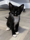 adoptable Cat in Chandler, AZ named London Buckingham