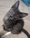 adoptable Cat in Chandler, AZ named Kensington Buckingham