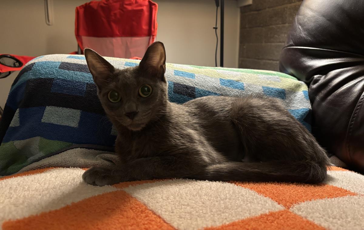 adoptable Cat in Chandler, AZ named Willow Bloom