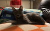 adoptable Cat in  named Willow Bloom