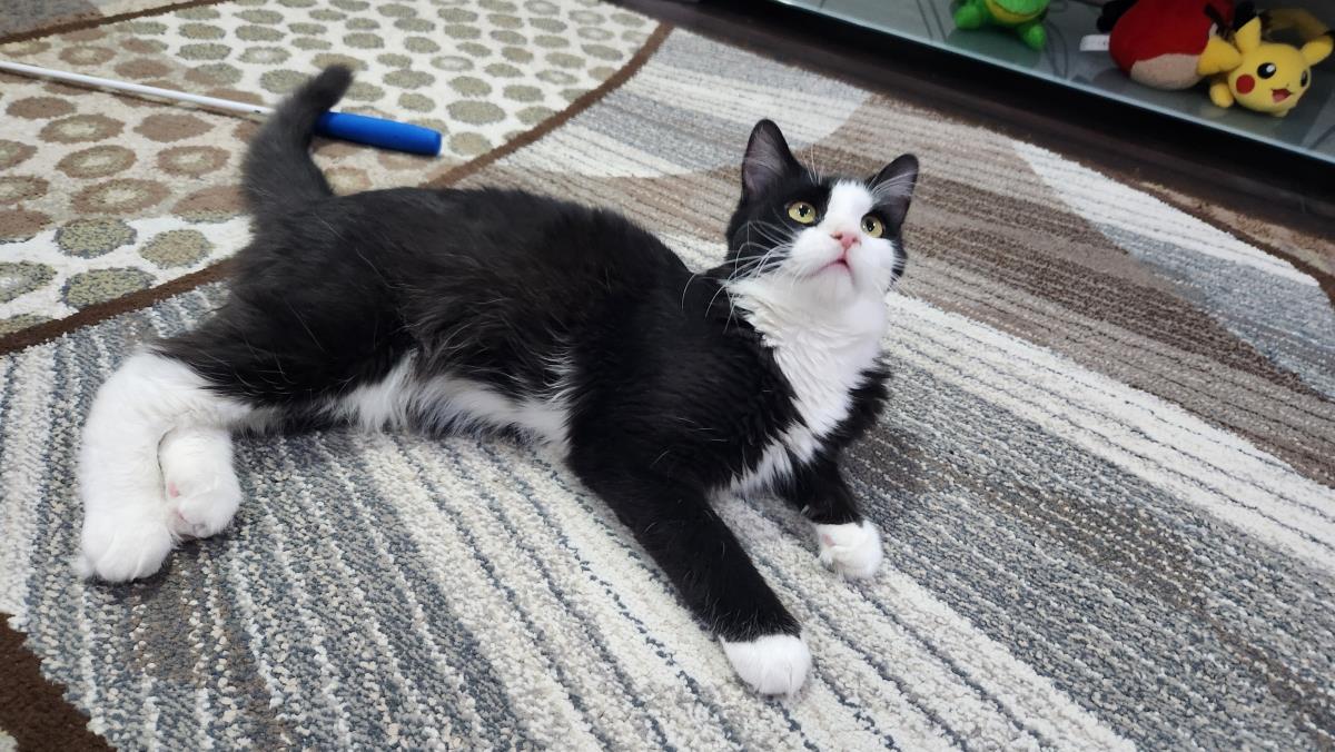 adoptable Cat in Chandler, AZ named Slim Papago