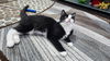 adoptable Cat in  named Slim Papago