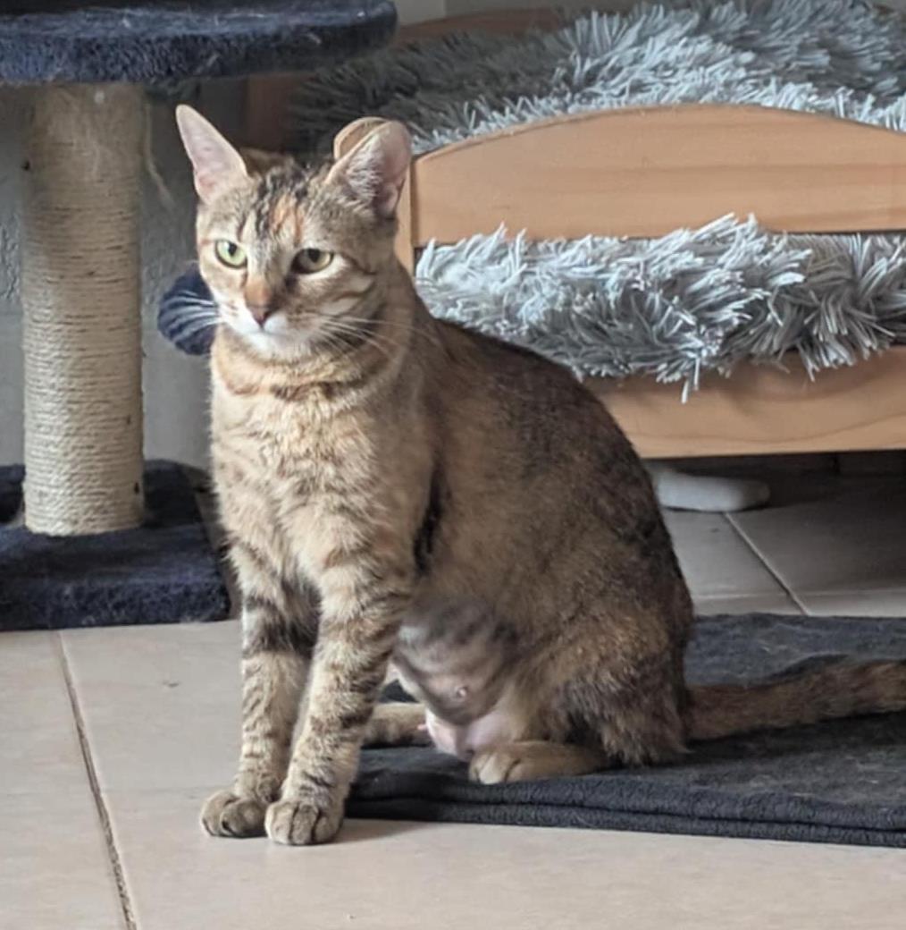 adoptable Cat in Chandler, AZ named Rosita Petal